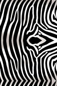 Zebra 01